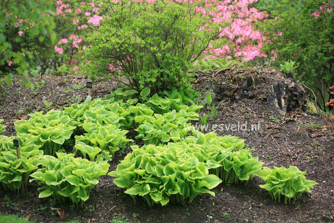 Hosta 'Shade Fanfare'