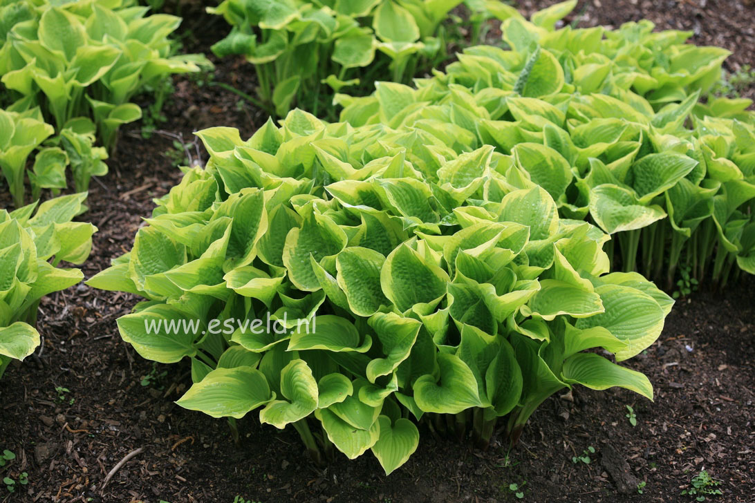 Hosta 'Shade Fanfare'