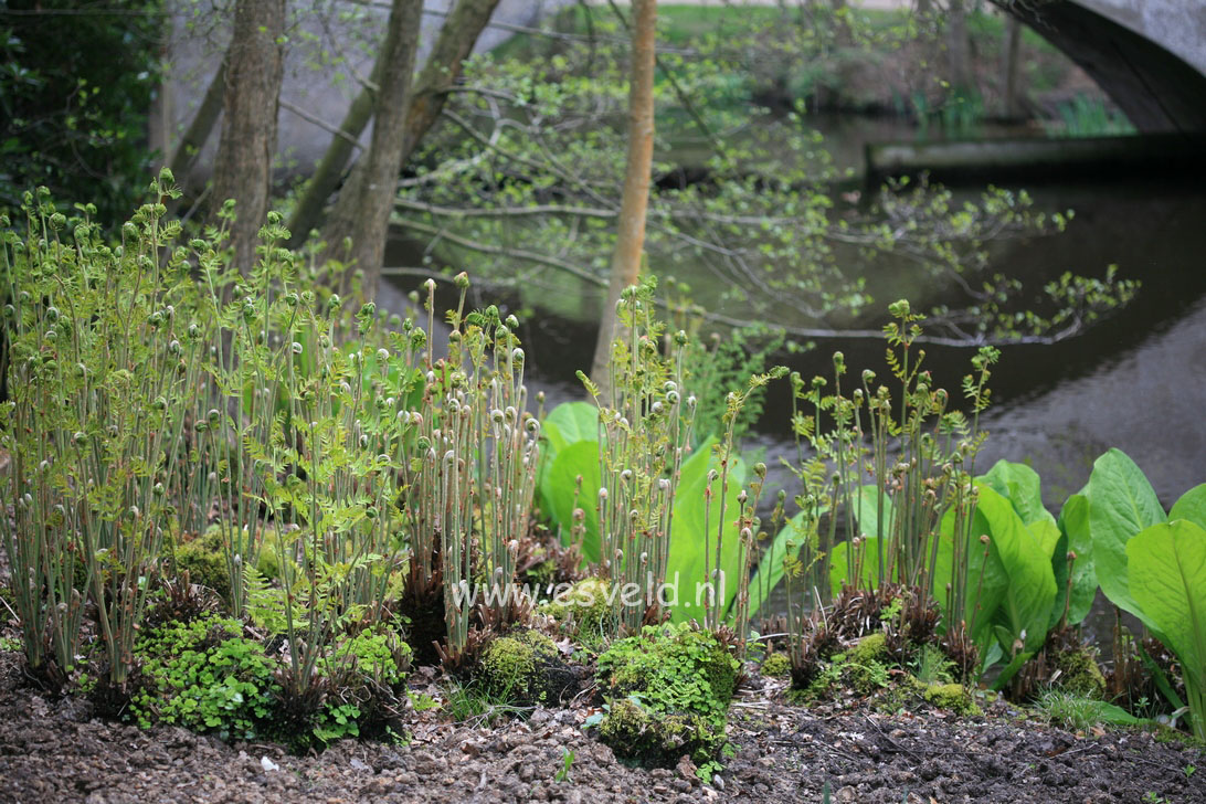 Osmunda regalis