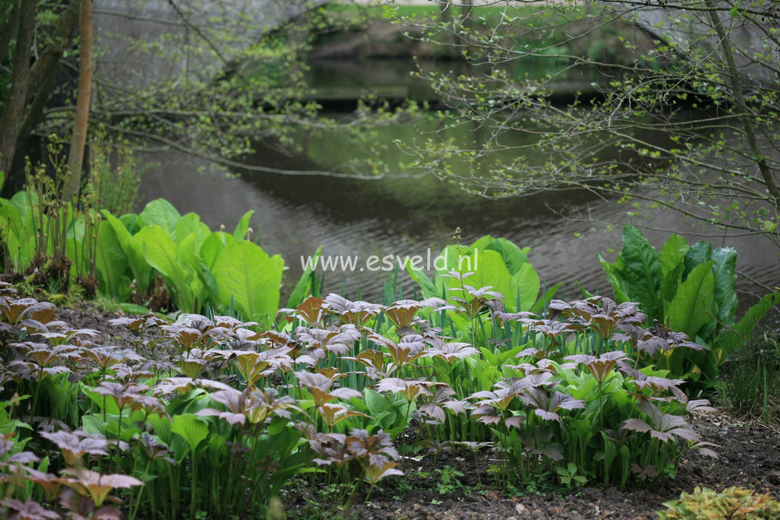 Rodgersia pinnata