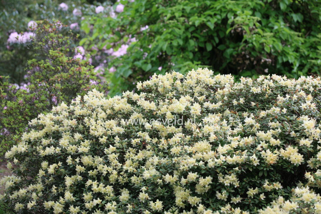 Rhododendron 'Princess Anne'