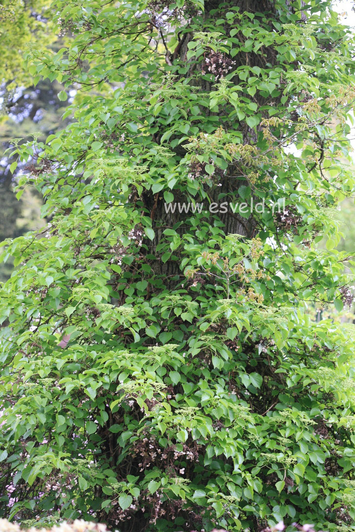 Hydrangea anomala petiolaris