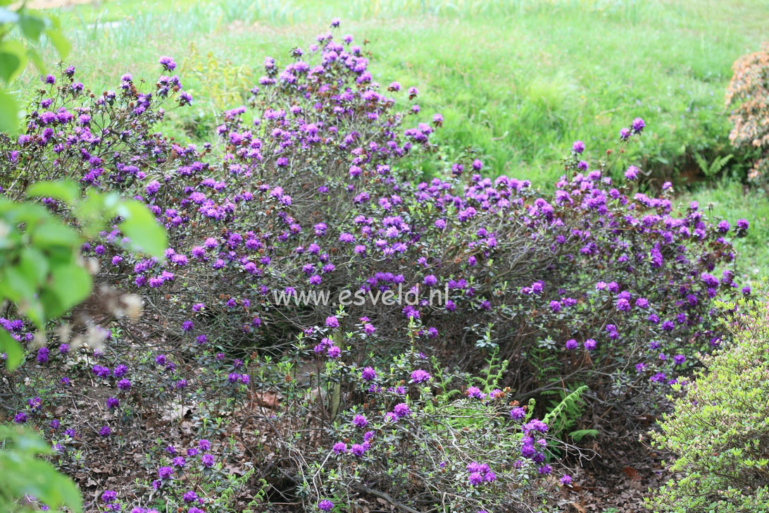 Rhododendron russatum
