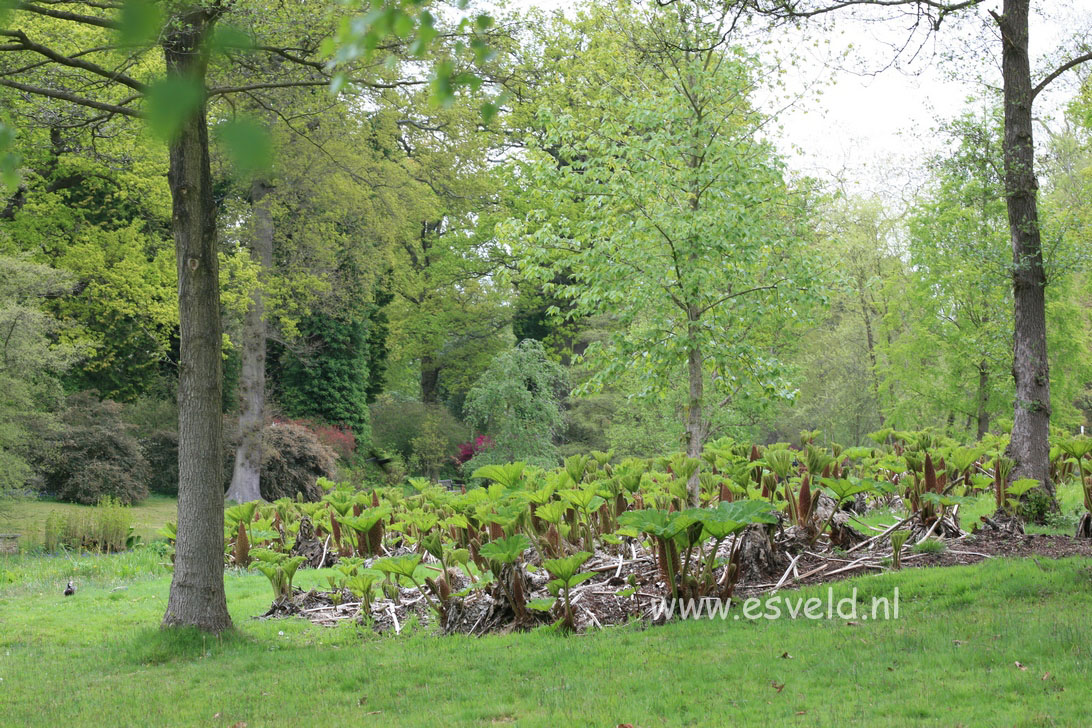 Gunnera manicata