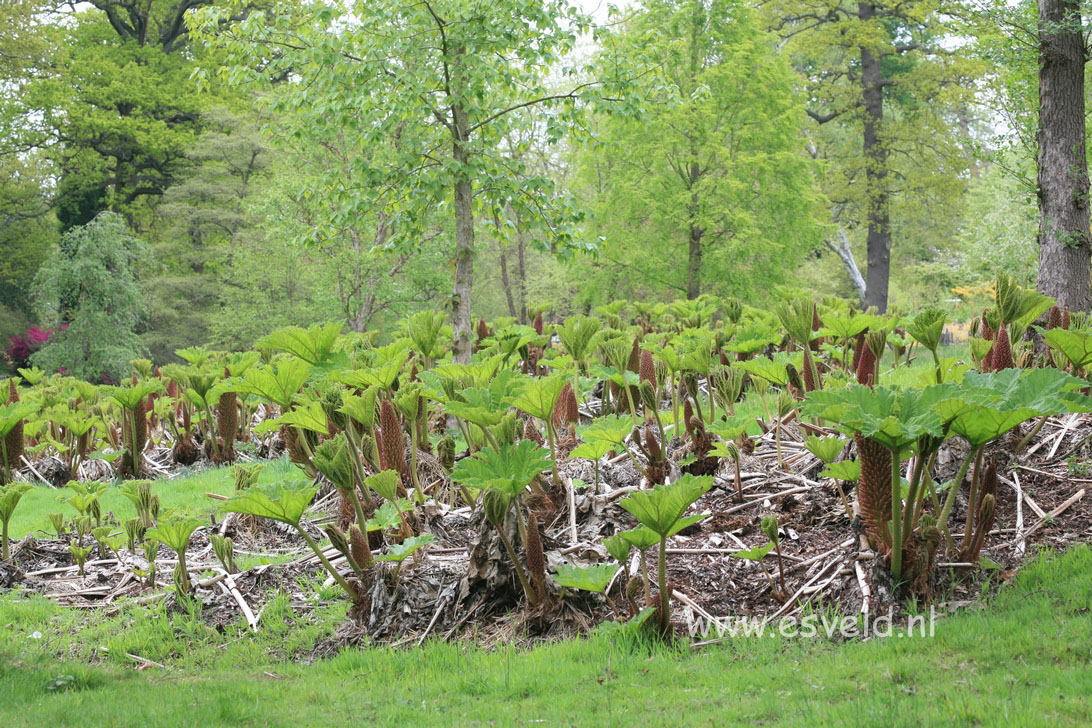 Gunnera manicata