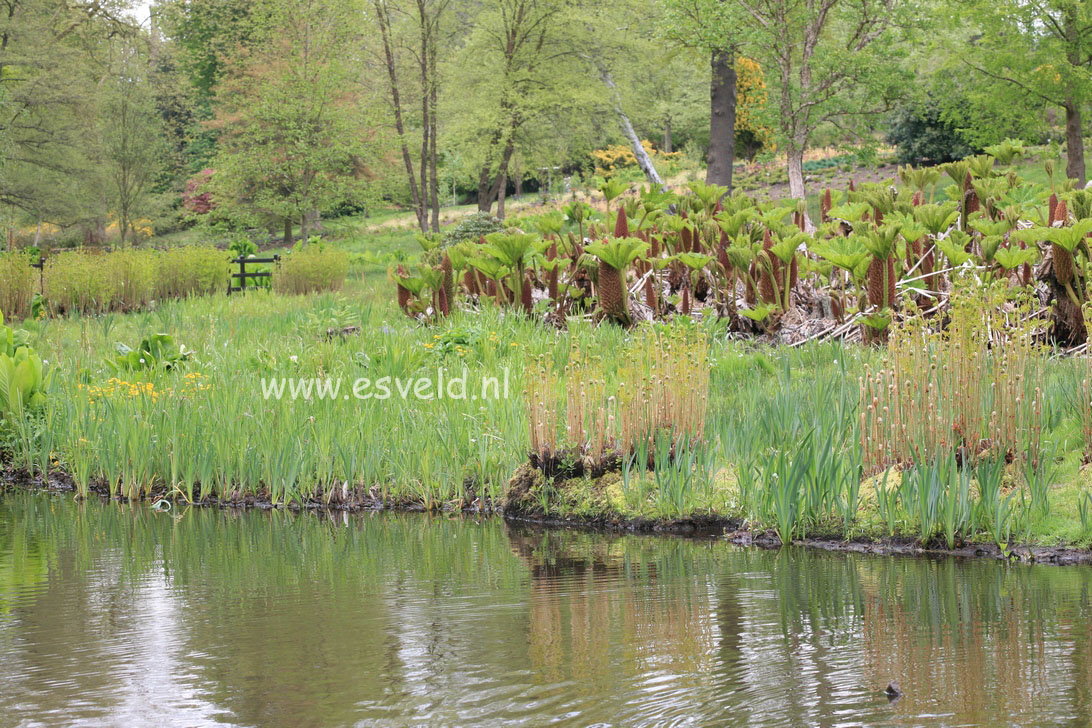 Osmunda regalis