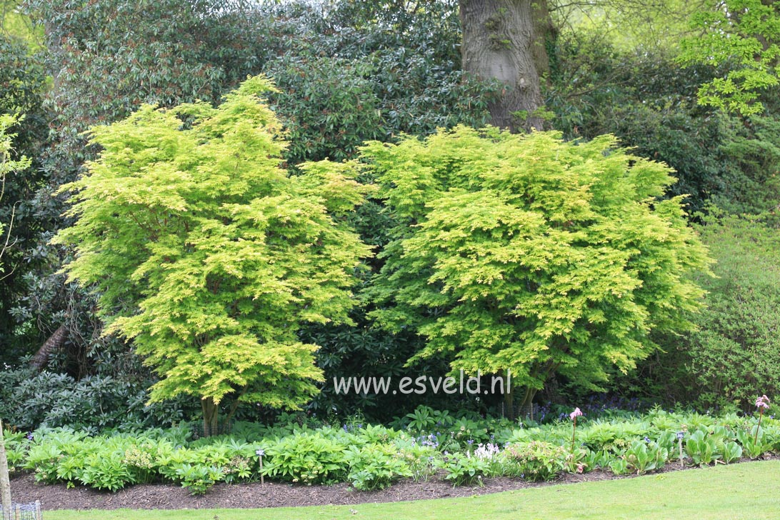 Acer palmatum 'Sango kaku'