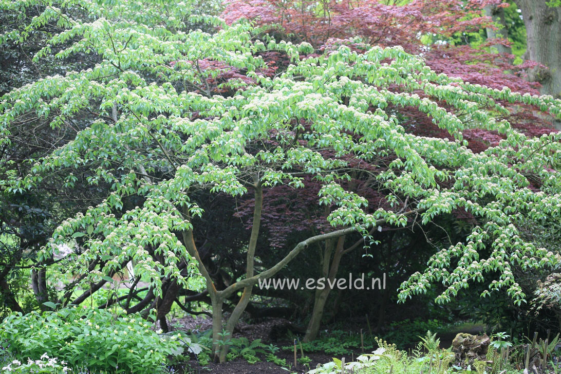 Sorbus caloneura