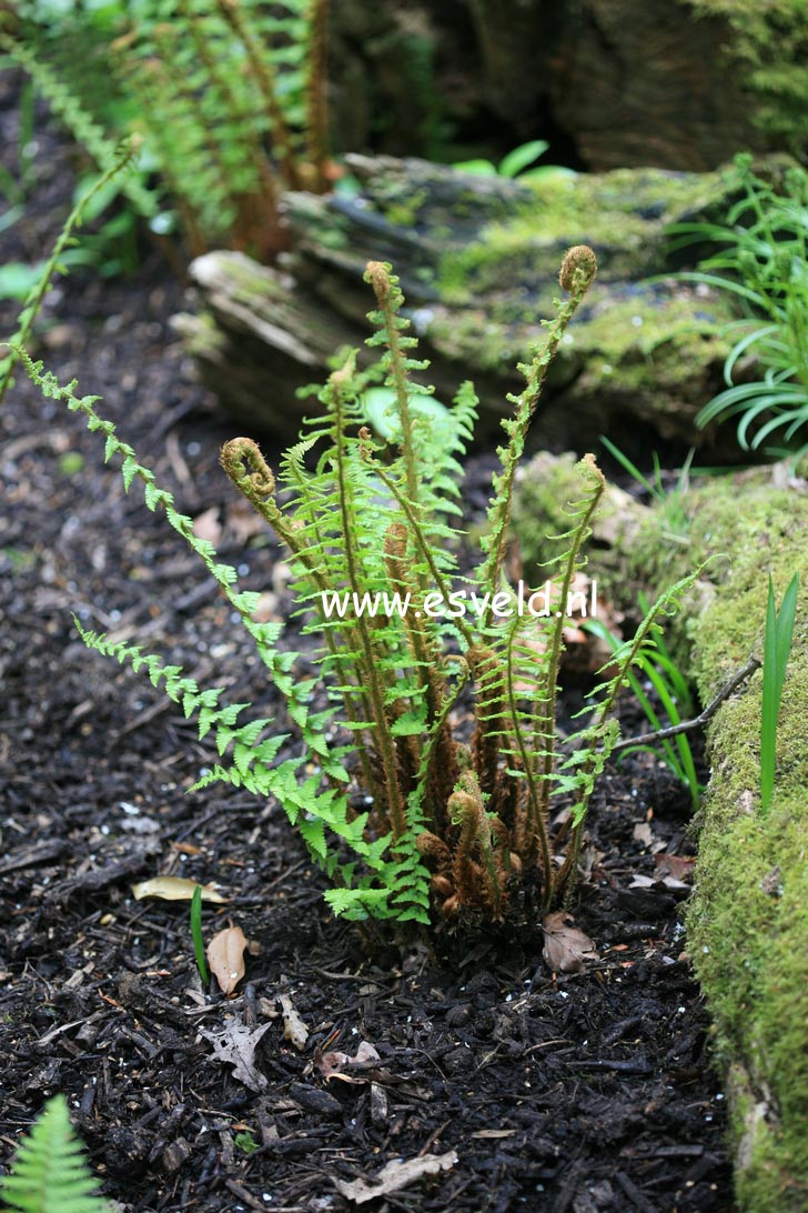 Dryopteris affinis 'Pinderi'