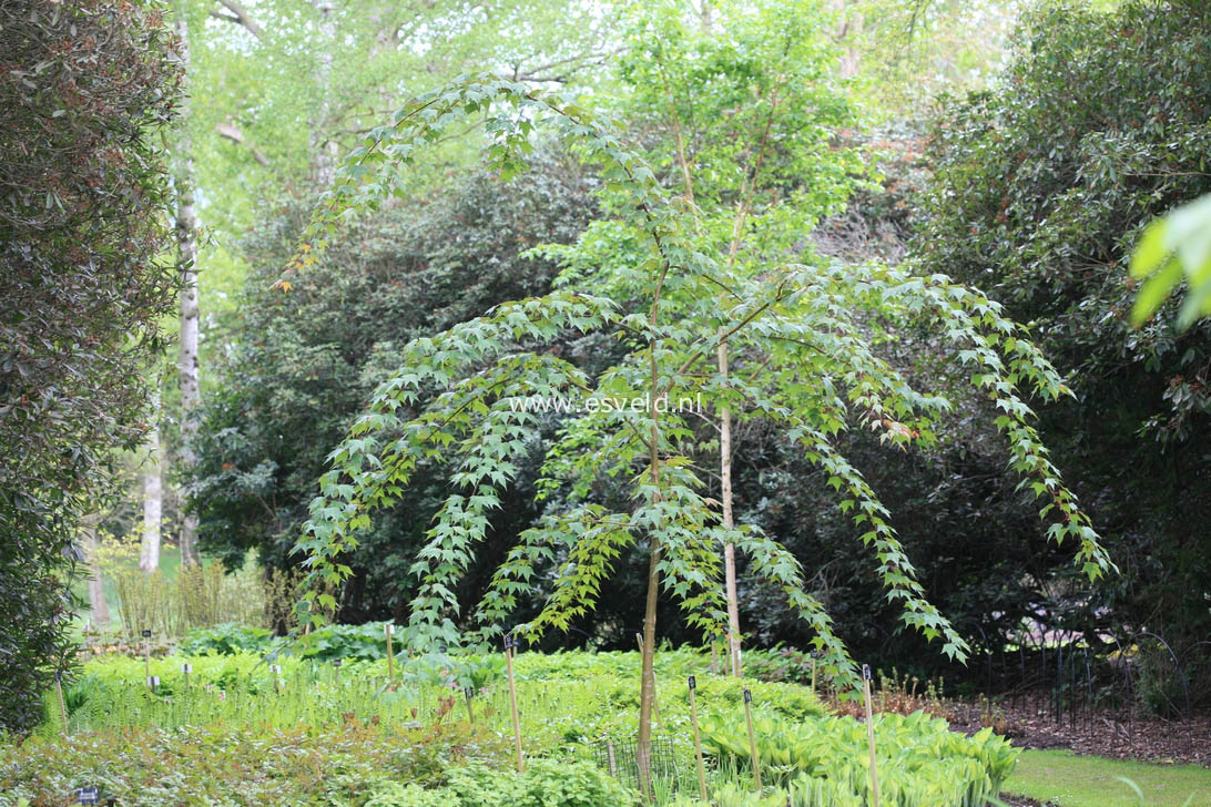 Acer pectinatum ssp. forrestii