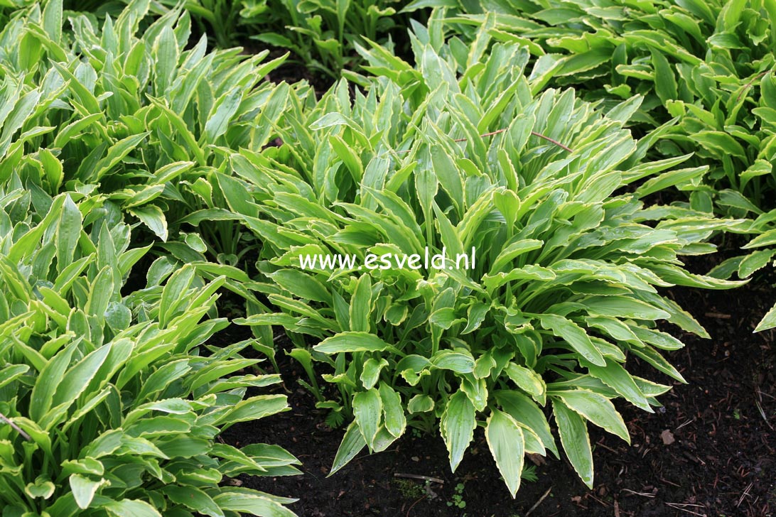 Hosta 'Stiletto'