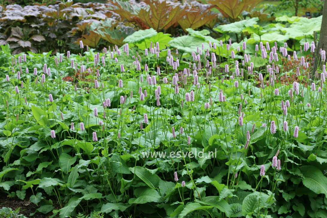 Persicaria bistorta 'Superba'