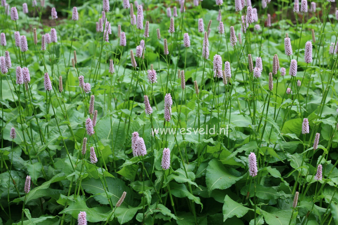 Persicaria bistorta 'Superba'