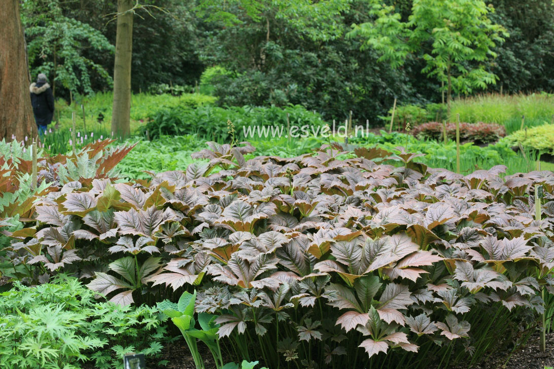 Rodgersia podophylla