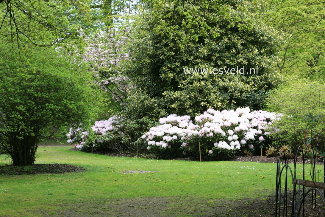 Rhododendron 'Ken Janeck'