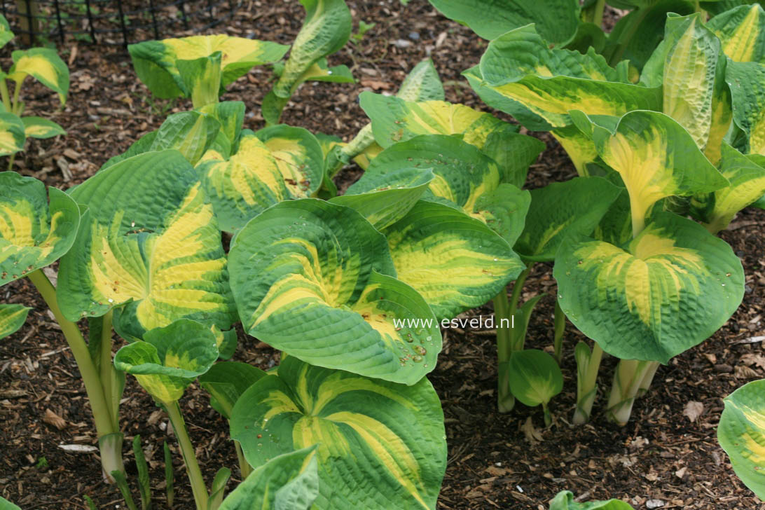 Hosta sieboldiana 'Great Expectations'