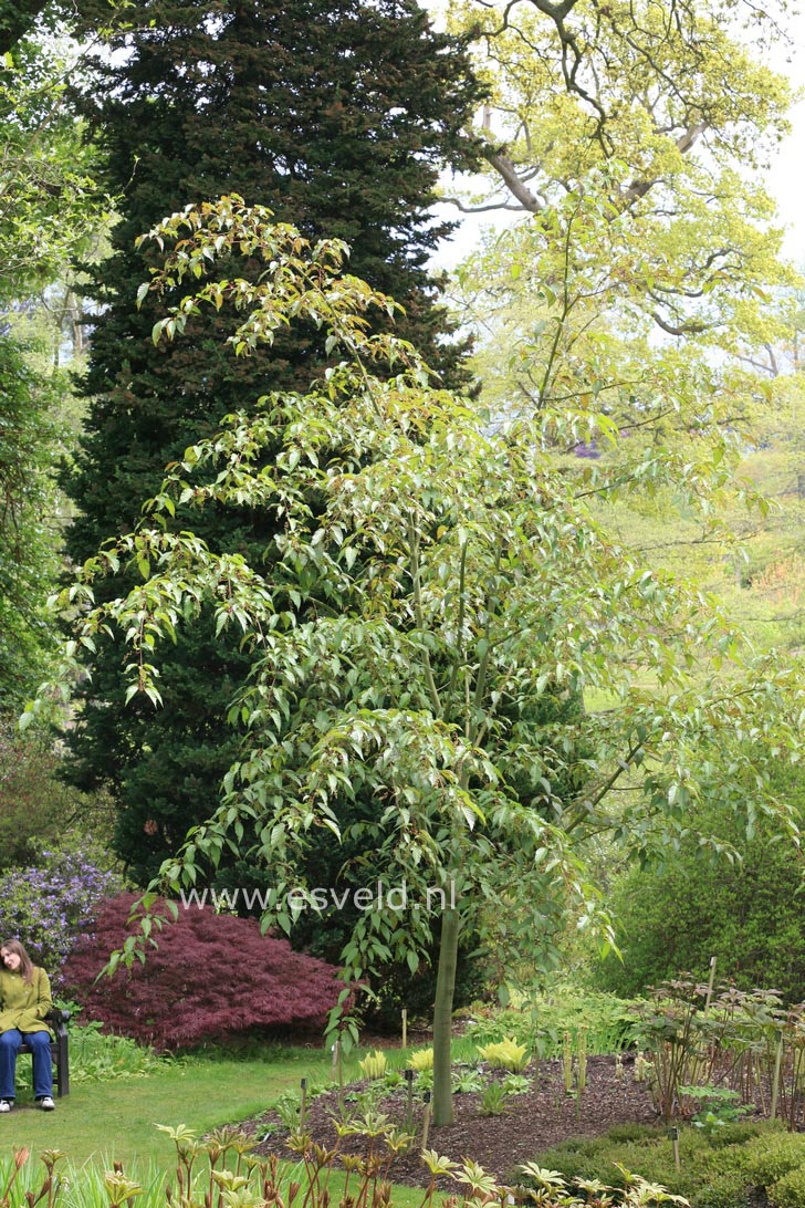 Acer davidii 'Karmen'