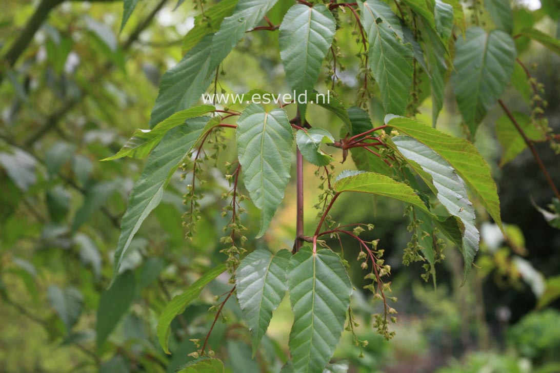 Acer davidii 'Karmen'