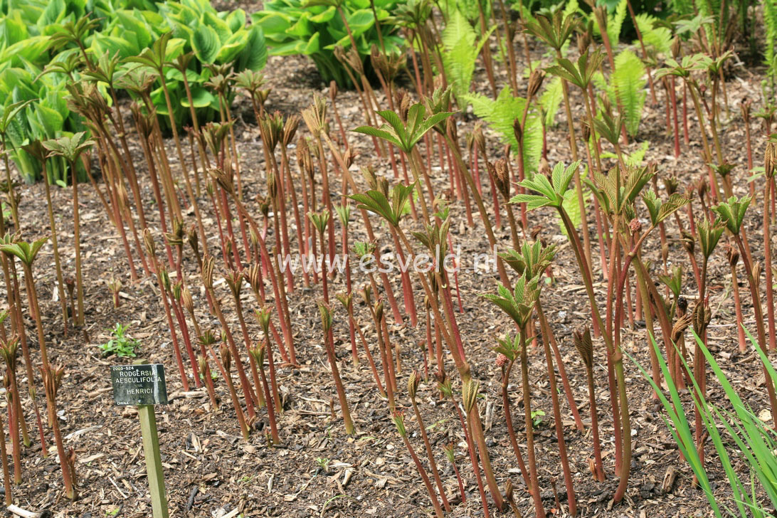 Rodgersia henrici