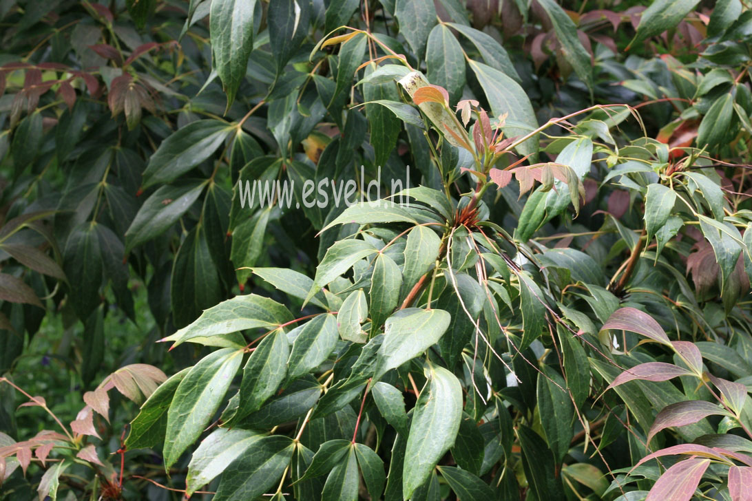 Mahonia gracilipes