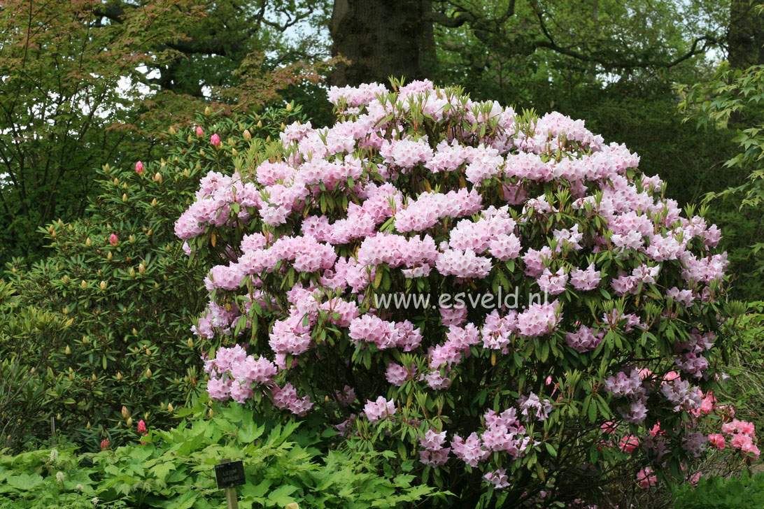 Rhododendron argyrophyllum