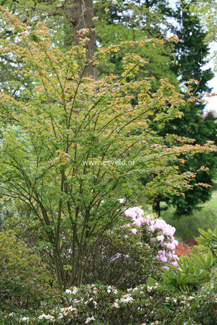 Acer tschonoskii ssp. koreanum