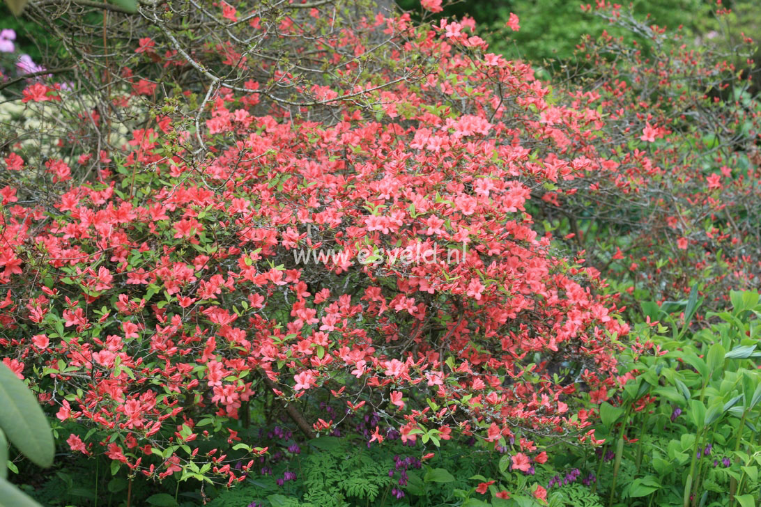 Rhododendron kaempferi