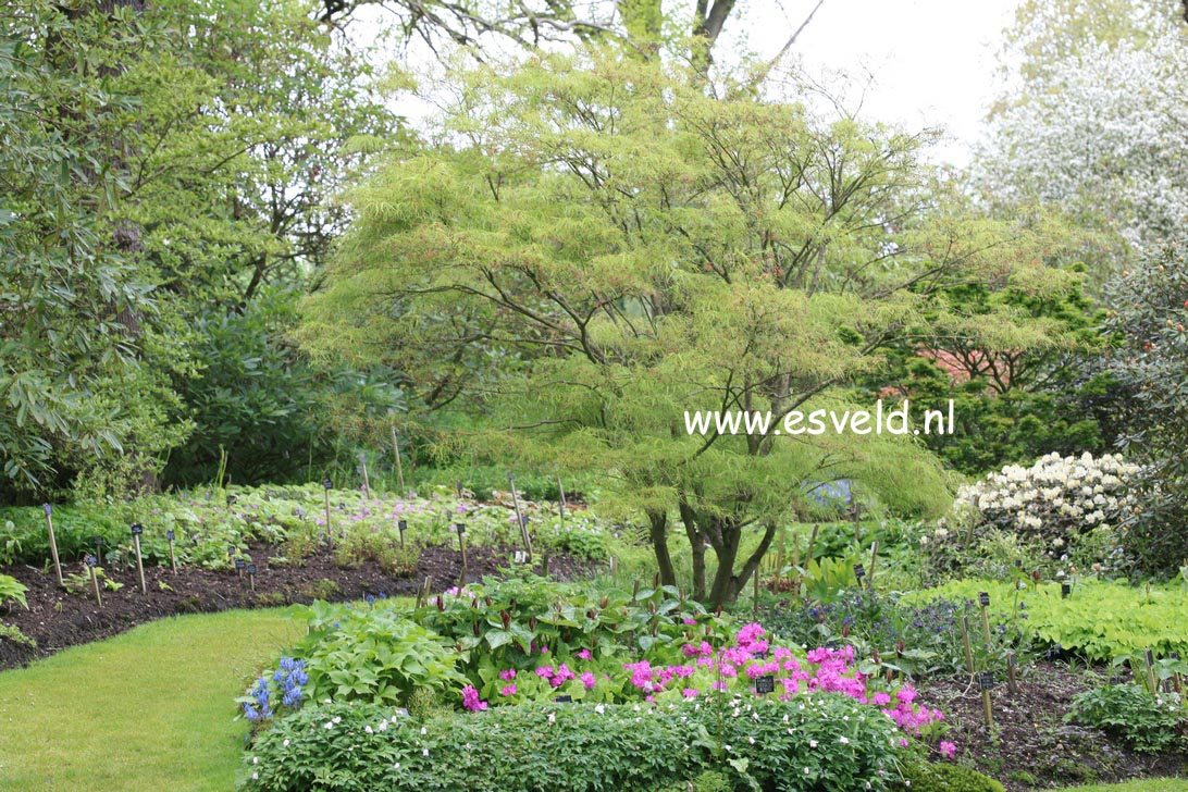 Acer palmatum 'Linearilobum'