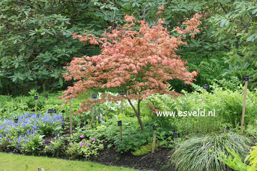 Acer palmatum 'Ariadne'