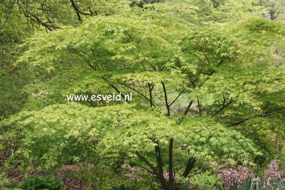 Acer palmatum 'Nishiki gawa'