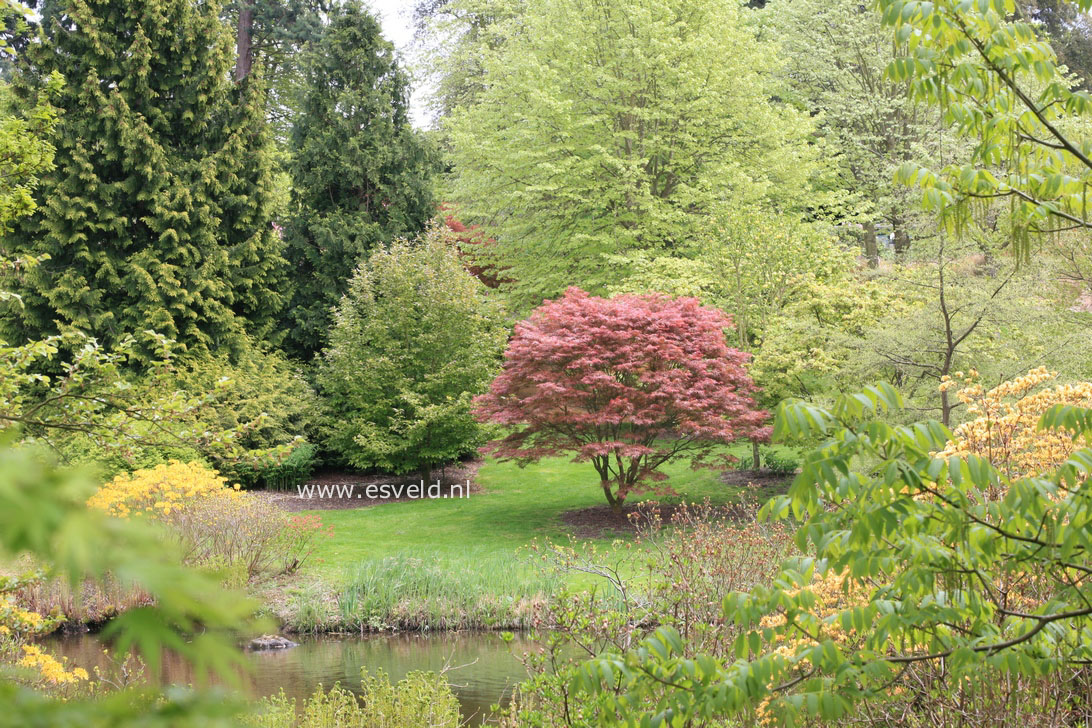 Acer palmatum 'Atrolineare'