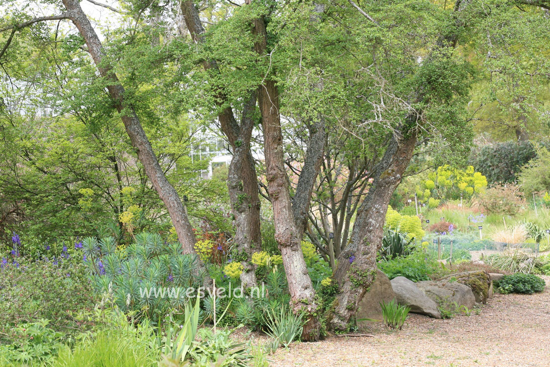 Nothofagus antarctica