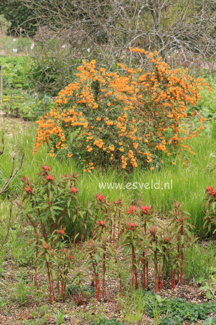 Euphorbia griffithii 'Fireglow'