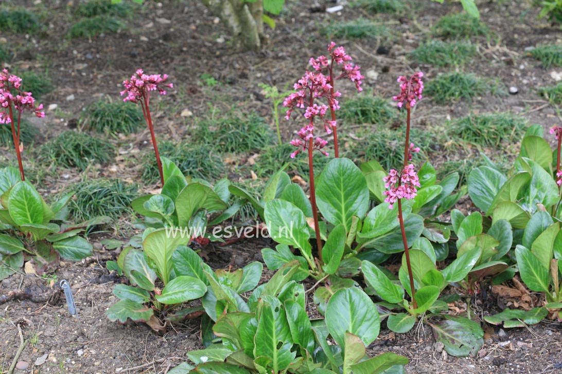 Bergenia purpurascens