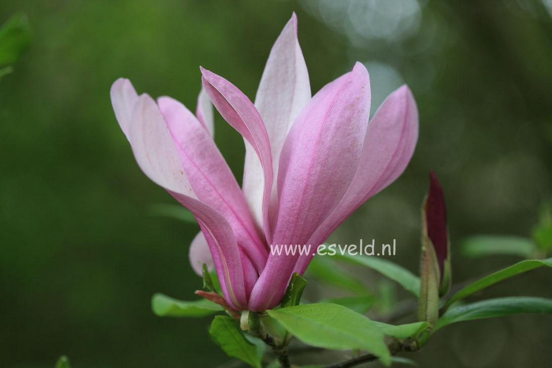 Magnolia 'Ricki'