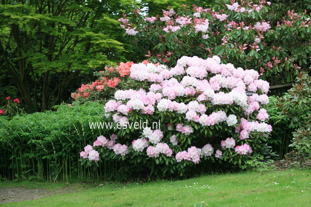 Rhododendron 'Ken Janeck'