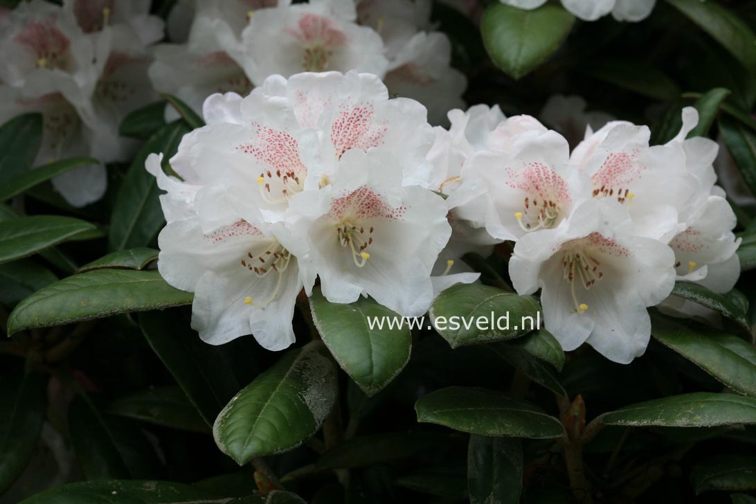 Rhododendron 'Hydon Velvet'