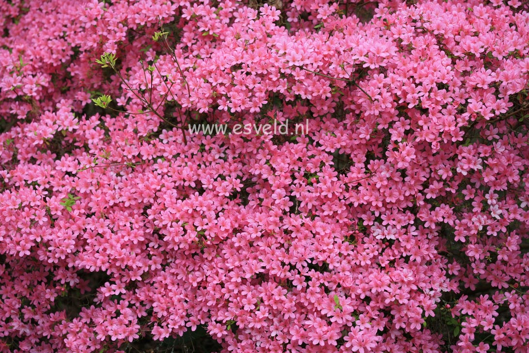 Azalea 'Hino mayo'