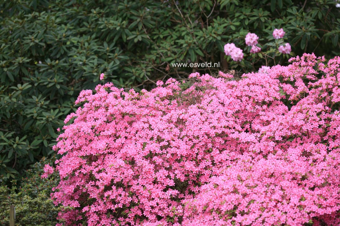 Azalea 'Hino mayo'