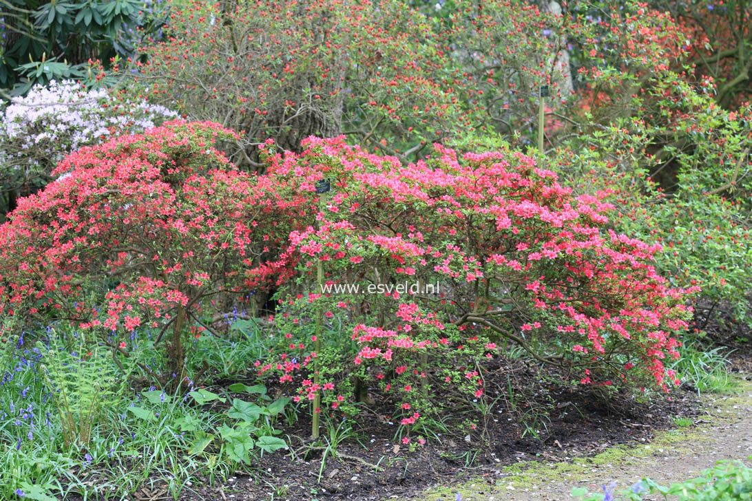 Azalea 'Hinode giri'