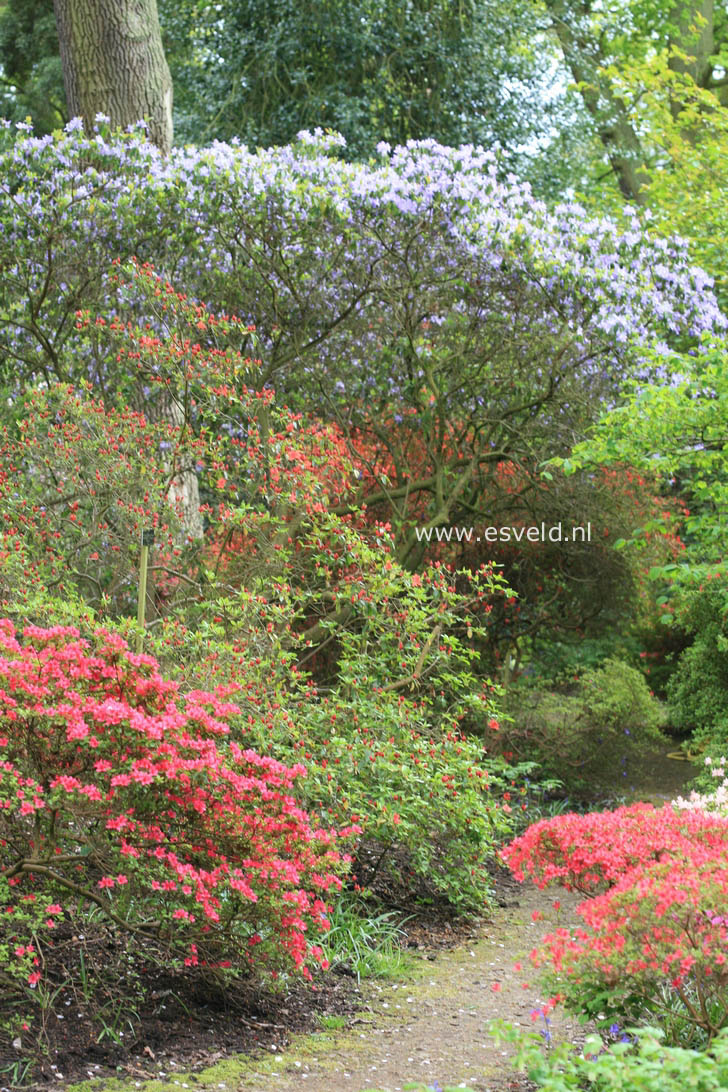 Azalea 'Hinode giri'