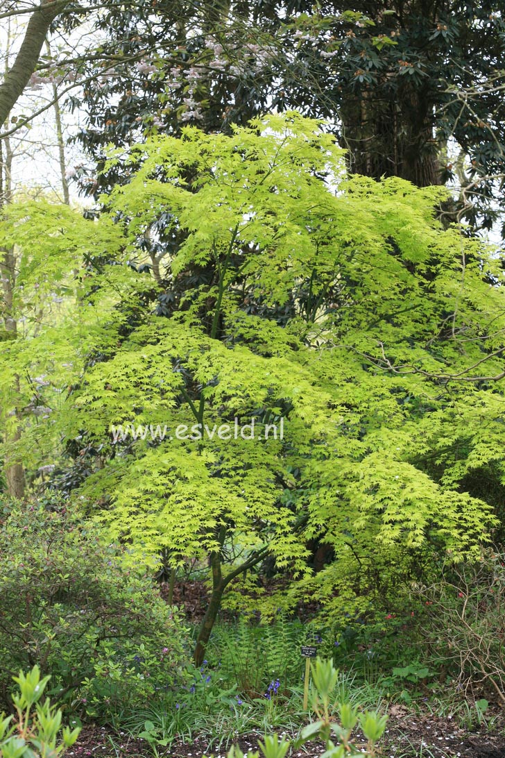 Acer palmatum 'Orange Dream'