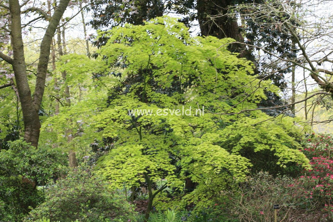 Acer palmatum 'Orange Dream'