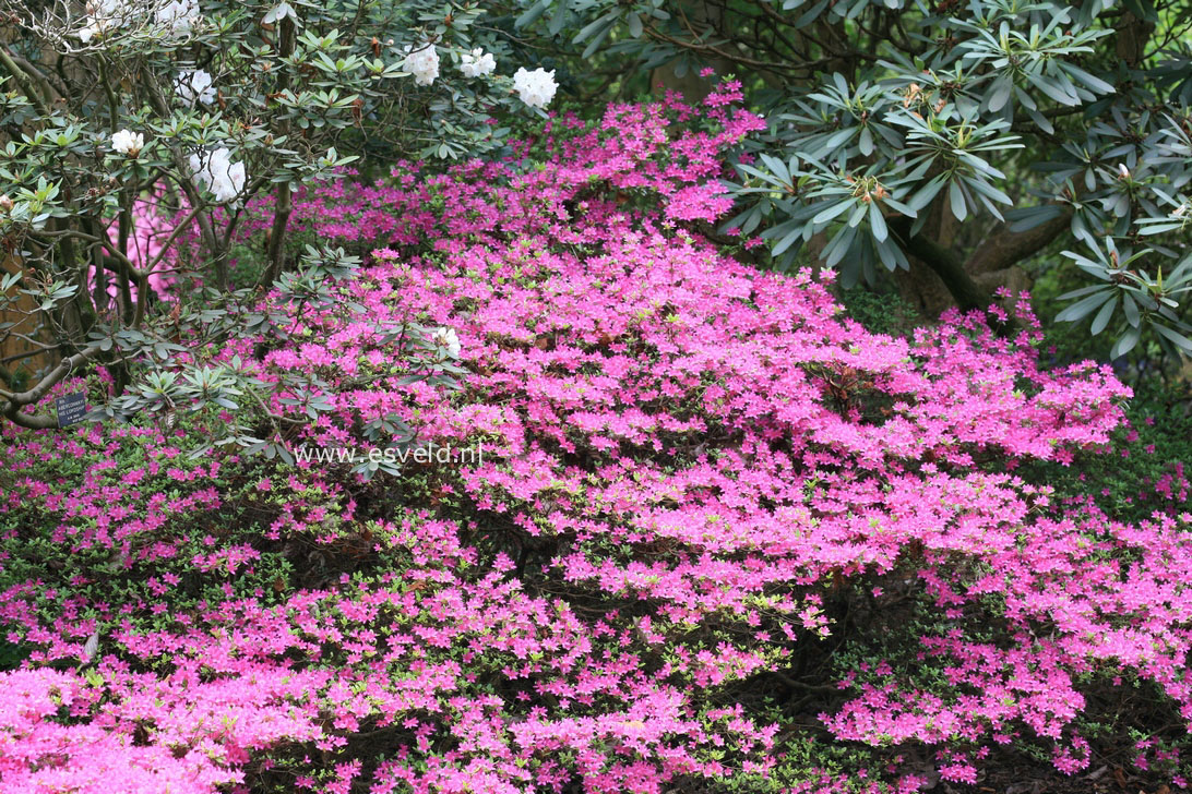 Azalea japans, onbenaamd