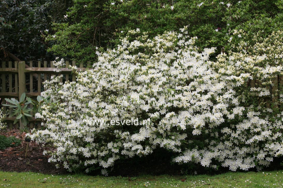 Azalea 'Palestrina'