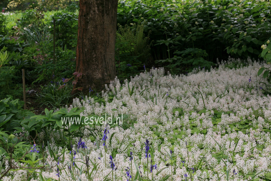 Tiarella cordifolia