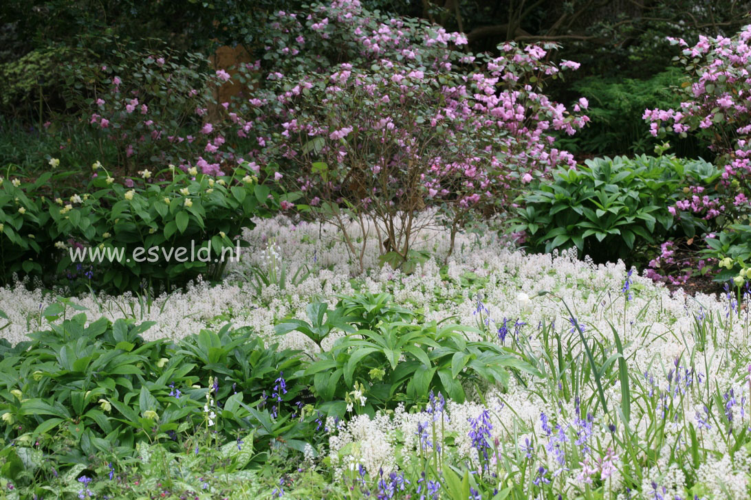 Tiarella cordifolia