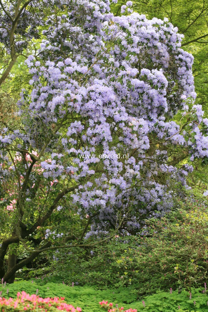 Rhododendron augustinii