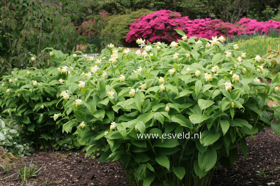 Smilacina racemosa