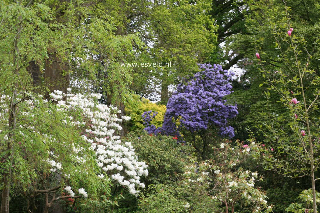 Rhododendron augustinii